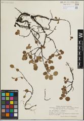 Foto von Salix herbacea L. x Salix reticulata L.